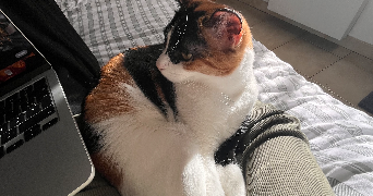 pauline pet sitter à BUZIGNARGUES 34160_1