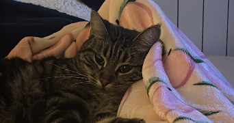 lucile pet sitter à PESSAC 33600_2