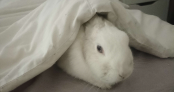 valentin pet sitter à PARIS 01 75001_6