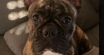 melissa pet sitter à ST VINCENT STERLANGES 85110