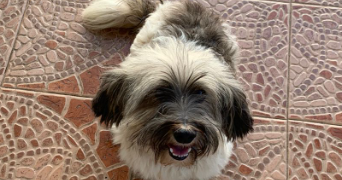 marie pet sitter à LYON 05 69005_2