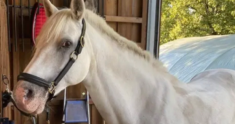 sarah pet sitter à TREMBLAY EN FRANCE 93290_7