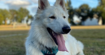 camille pet sitter à Brandérion 56700_3