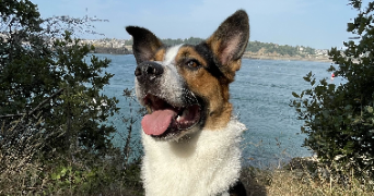 gabriel dog sitter à ST MALO 35400_6