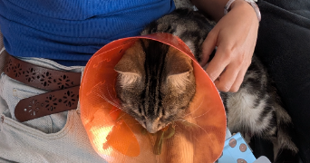 amandine pet sitter à CHEVILLY LARUE 94550_1