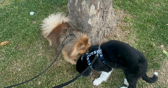 clemence pet sitter à AGEN 47000_7