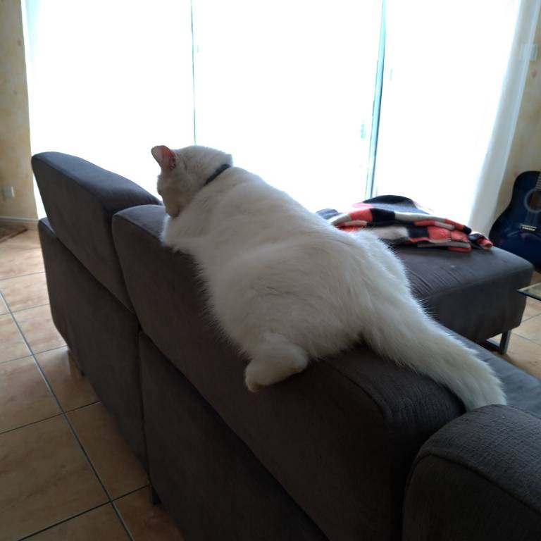 Vanessa cat sitter à Ciré-d'Aunis 17290_6