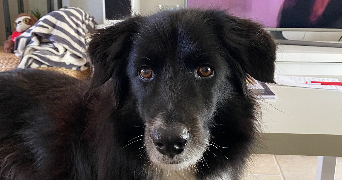 valérie pet sitter à BREAL SOUS MONTFORT 35310_4