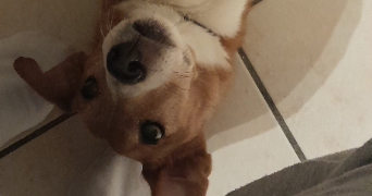 xavier pet sitter à LATTES 34970_0