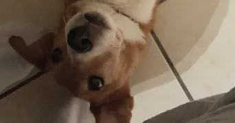 xavier pet sitter à LATTES 34970