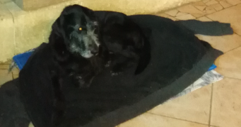 dalila pet sitter à MANZAC SUR VERN 24110_0