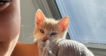 maylis pet sitter à MONTLOUIS SUR LOIRE 37270_3
