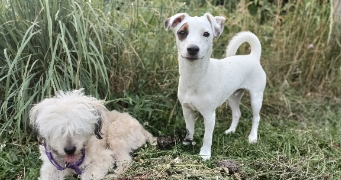 ludivine dog sitter à LE LUDE 72800_3