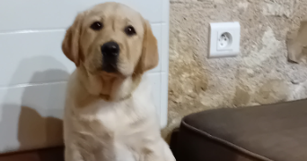 maël pet sitter à REIMS 51100_2