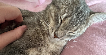 chiara pet sitter à PARIS 05 75005_7