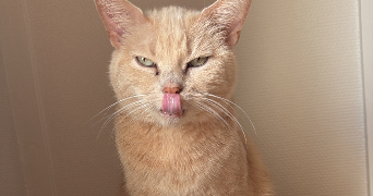 sandy pet sitter à ORLEANS 45100_3
