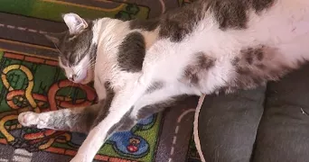 adeline  pet sitter à AUBAGNE 13400
