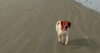 patricia pet sitter à WINGLES 62410_2
