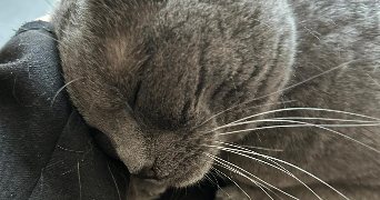 assia pet sitter à LILLE 59000_0