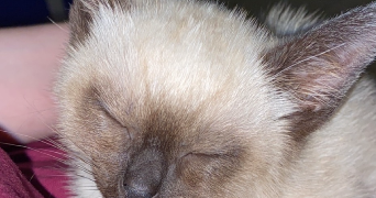 jade pet sitter à CHARPONT 28500_1