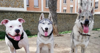 clément pet sitter à PARIS 15 75015_2