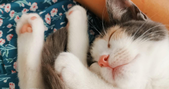 marjorie pet sitter à ST SEBASTIEN SUR LOIRE 44230_2