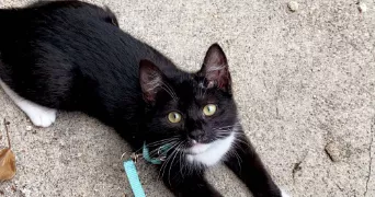 célia pet sitter à BEAUMONT 63110