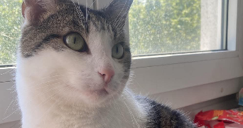 melissa pet sitter à ST GRATIEN 95210_0
