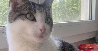 melissa pet sitter à ST GRATIEN 95210