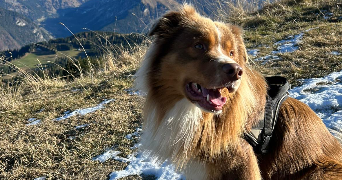 marie pet sitter à VALENCE 26000_1