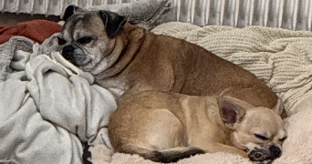 graziella pet sitter à VALENCIENNES 59300_0