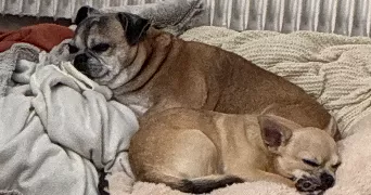 graziella pet sitter à VALENCIENNES 59300