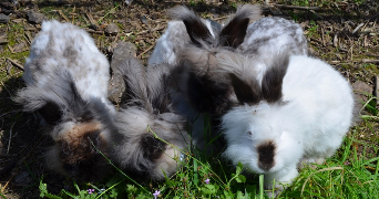 célina pet sitter à BREST 29200_4