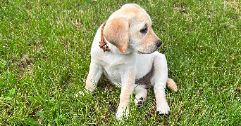 nabiya pet sitter à GRAND AIGUEBLANCHE 73260_3