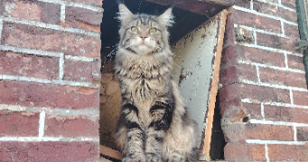 mélissa pet sitter à ESNON 89210_2