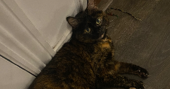 flora pet sitter à MARLY 59770_5