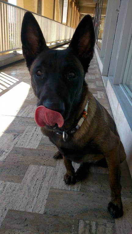Gia pet sitter à Vallorcine 74660_3