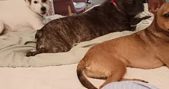 coralie pet sitter à PARIS 15 75015