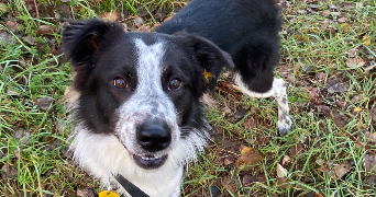 lola pet sitter à ST GENIS LES OLLIERES 69290_8