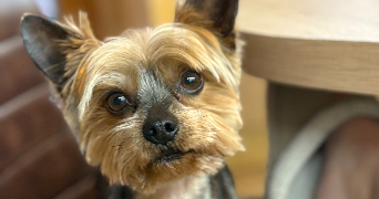 léa pet sitter à Pontault Combault 77340_3