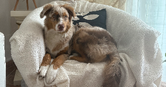 lou-anh dog sitter à PARIS 14 75014_3