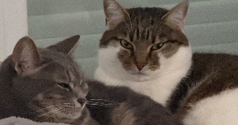 adeline pet sitter à DEOLS 36130_5