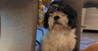 tiziana pet sitter à TALENCE 33400_5