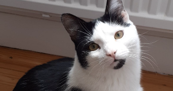 pierre pet sitter à ST ETIENNE 42000_2