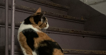 alizee pet sitter à PARIS 13 75013_0