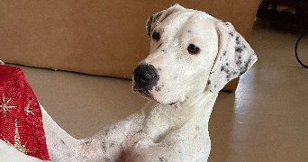 thibault pet sitter à BLANQUEFORT 33290_5