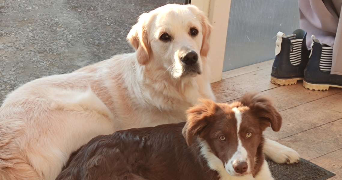 ophélia pet sitter à TOULOUSE 31200_2