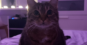 lorena pet sitter à CLERMONT FERRAND 63000_2