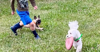 SARAH pet sitter à Boinville-en-Mantois 78930_9