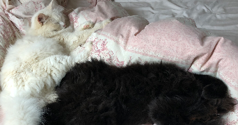 beatrice pet sitter à SACLAY 91400_3